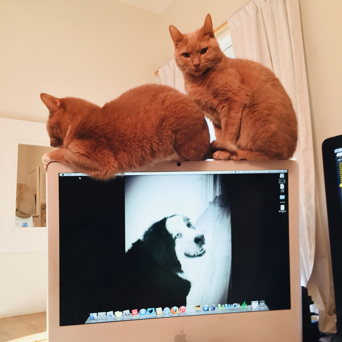 Apple Computers Are Made For Kitties!