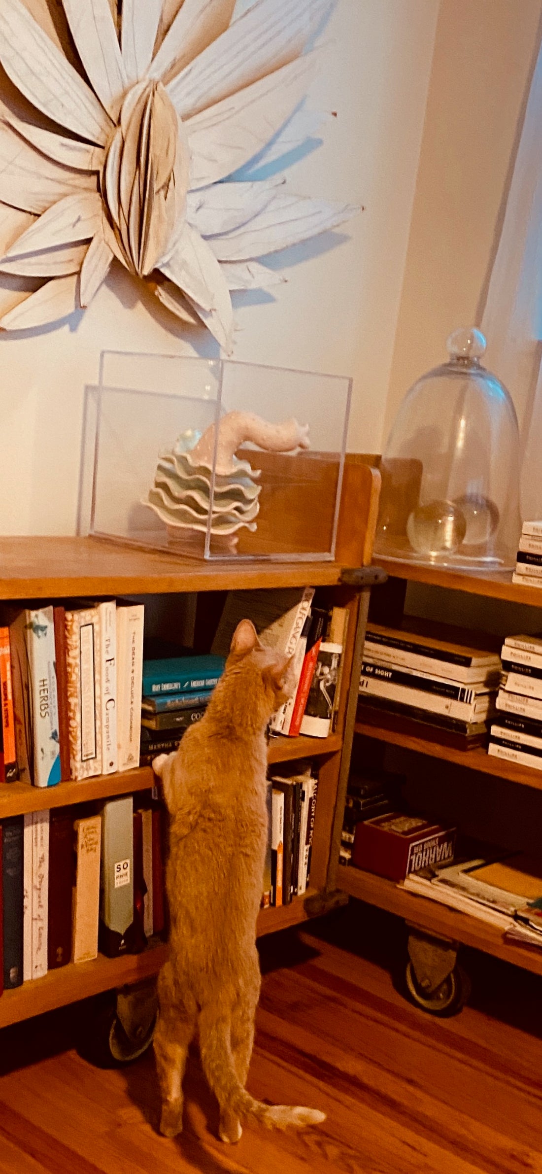 Do So-Fi's Anarkitties Love Books?